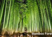 Arashiyama (Bamboo Forest)